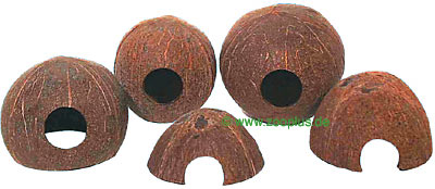 JBL Coconut Cave - 1/1 (Size L)