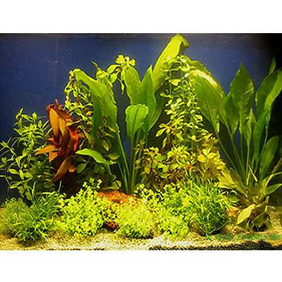 Assorted Live Aquarium Plants for 100 - 120 cm Aquarium - 15 Potted plants