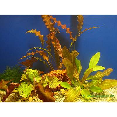 Live Aquarium Individual Plant Set - 3 Potted plants