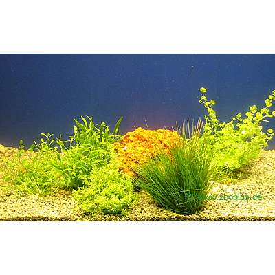 Live Aquarium Foreground Plant Set - 5 Potted plants
