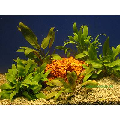 Live Aquarium Cryptocoryne- Foreground Plant Set - 5 Potted plants