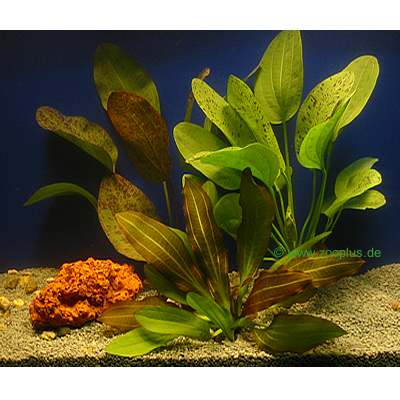 Live Aquarium Echinodorus Plant Set - 3 Potted plants