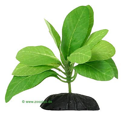  Great Prices on Samolus Aquarium Plant - 1 pc. from 
My Petshop