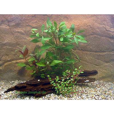 goldfish plant care. Live Aquarium Plant Set
