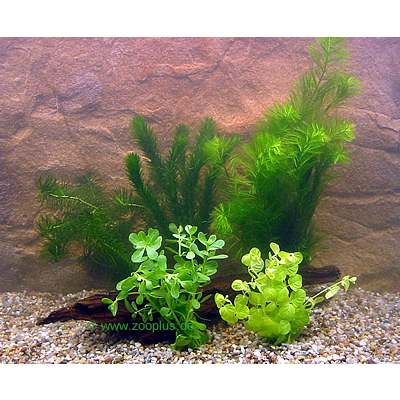 common fish tank plants. fish tank plants.