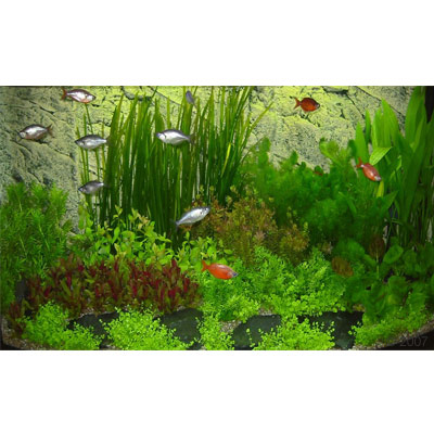http://www.zooplus.co.uk/bilder/1/45432_HansBarth_Asia2_1.jpg