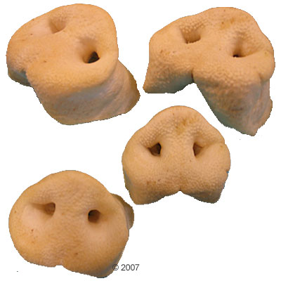 Puffed Pig Noses 10 Pieces