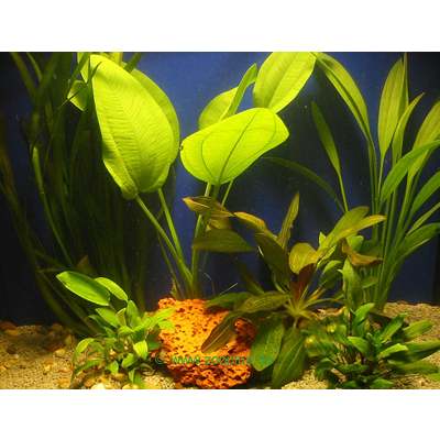 Live Aquarium Plants Discus set - 6 Potted plants