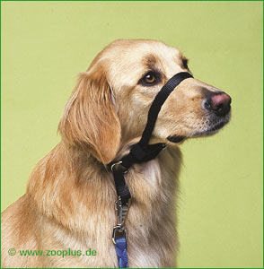 Gentle Leader Head Strap - Black Medium (cocker spaniel collie)