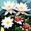 Pond Plants Water Lily Mix