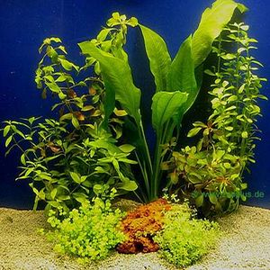 Assorted Live Aquarium Plants for 60 cm Aquarium