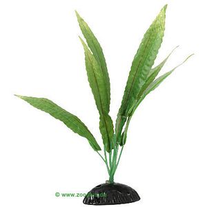 Cryptocoryne/Water Trumpet  Aquarium Plant