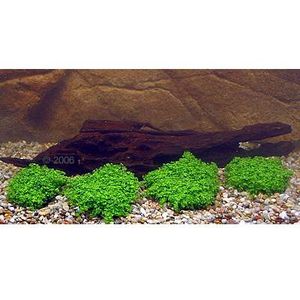 Live Aquarium Plants for Shrimp Japanese Style