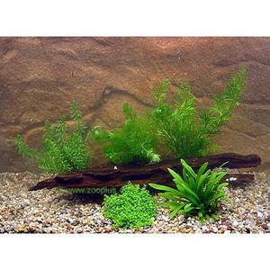 Live Aquarium Plants Shrimp and Dwarf Crayfish Assortment