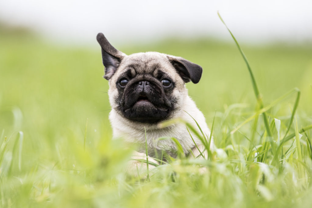 Pug Mops Ohren