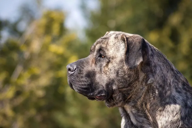 Despite its heavy build, the Presa Canario is far from clumsy or sluggish