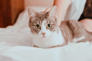 Toxoplasmosis in Cats: Causes, Symptoms and Treatment