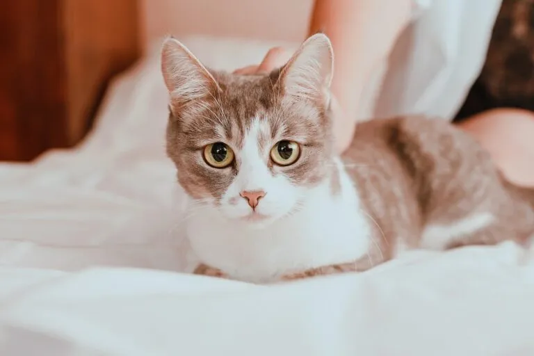 Toxoplasmosis in cats