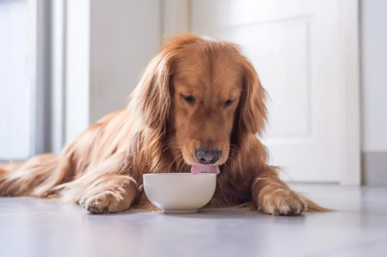 Older dog eats from bowl