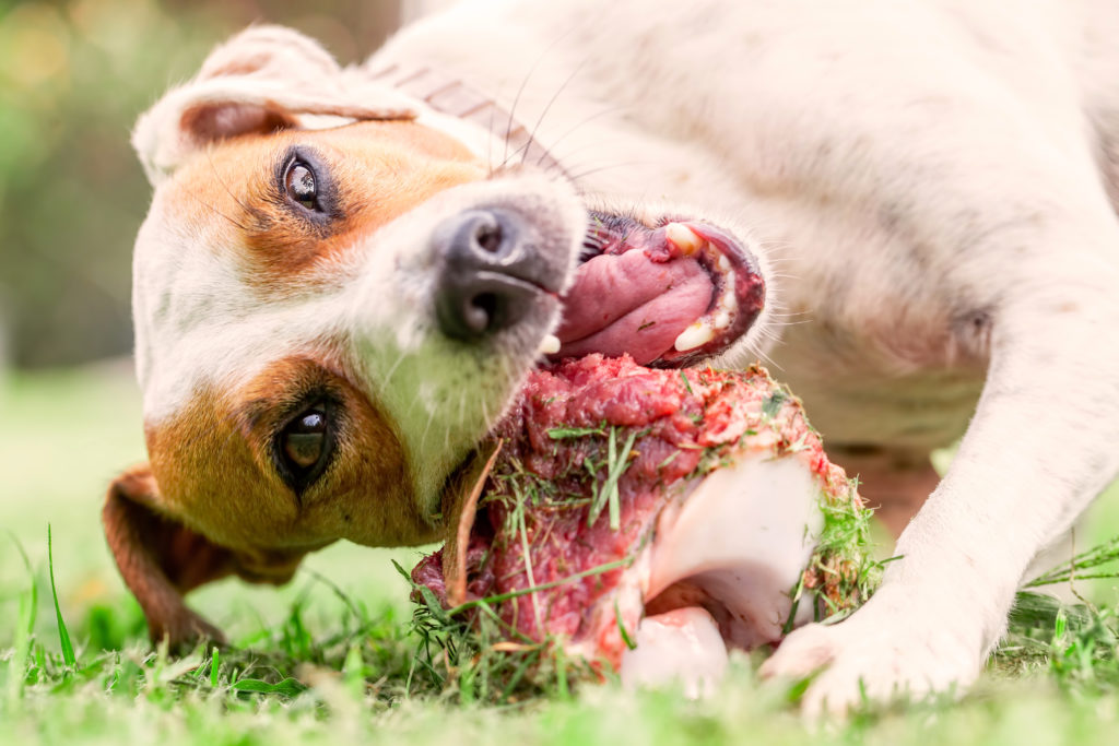 Hund kaut Knochen