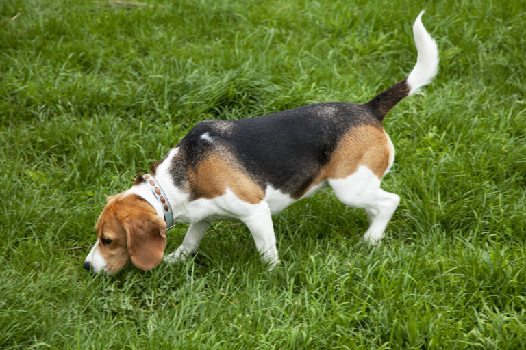 can a american foxhound and a dogo sardesco be friends