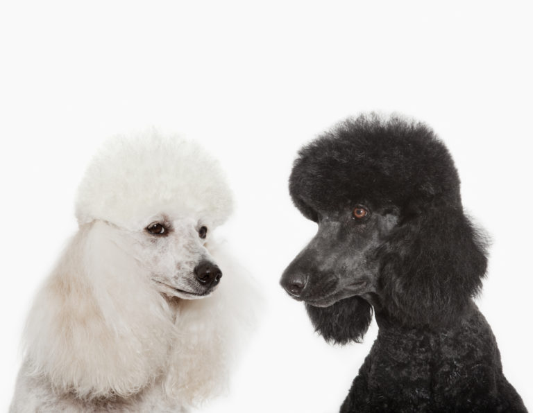 black and white poodles black and white poodles