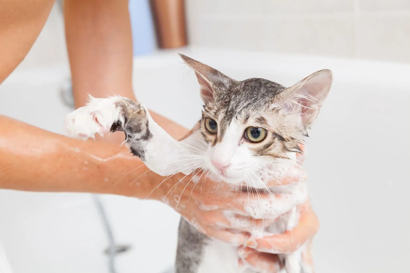A cat being washed.