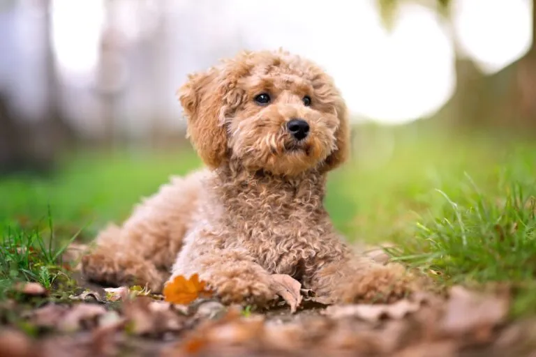 Mini Poodle Dog Breed Mini Poodle Dog
