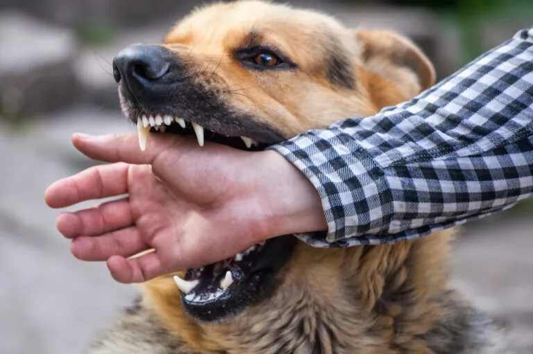 My Dog Bites