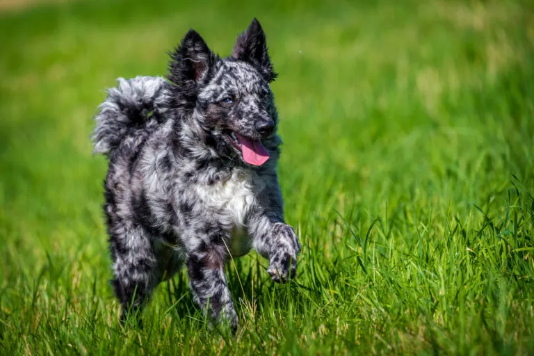 Mudi dog running in the grass