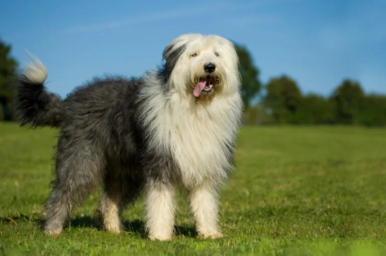 Old English Sheepdog with its thick, shaggy coat, standing alert and showing its adventurous nature.