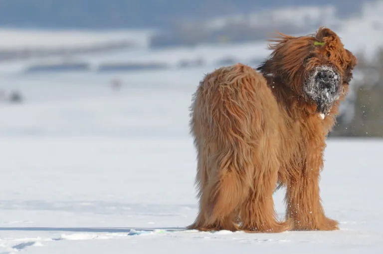 Briard herding dog, known for intelligence, independence, and protective nature, bonded closely to its family
