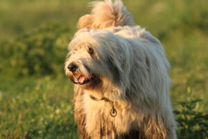 Mioritic Romanian Shepherd Dog