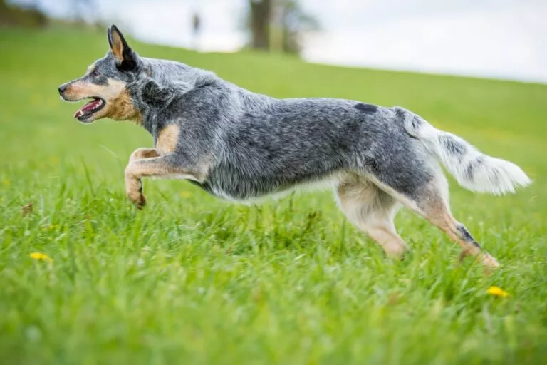 Australian Cattle Dog with a compact, athletic build, erect ears, and distinctive blue or red speckled coat patterns