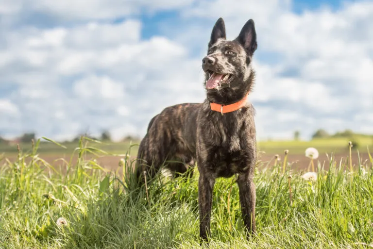 Dutch Shepherd standing alert outdoors