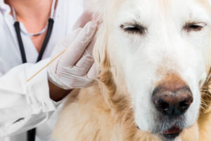 Mites in Dogs: Recognising & Combating Them