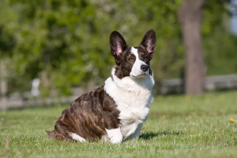 Welsh corgi cardigan as a family dog