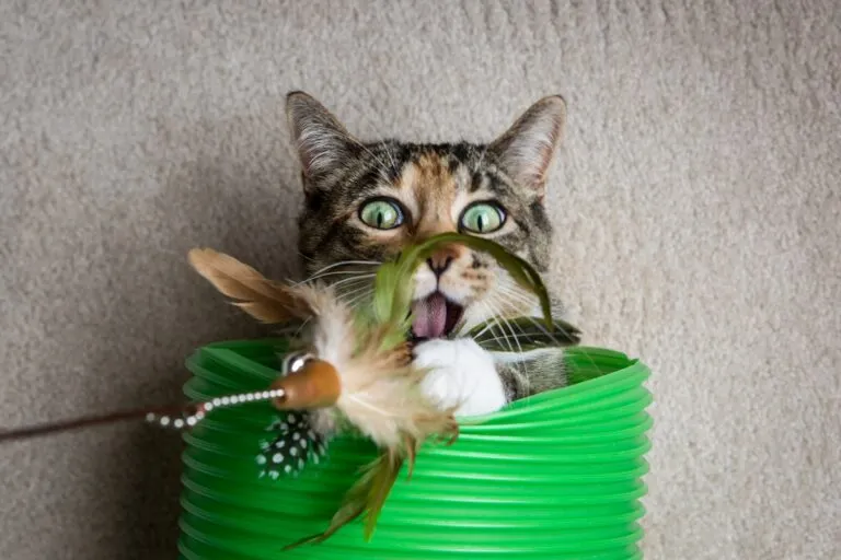 Keep your cat entertained with a teaser wand