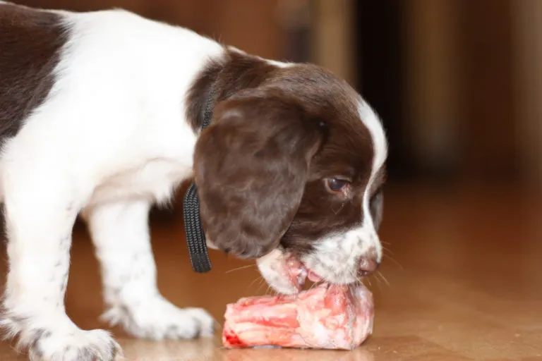 Raw feeding for puppies requires more than just plain meat.