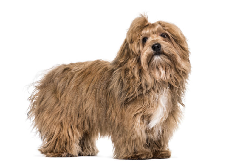 Havanese dogs sales for adoption