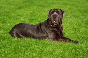 Neapolitan Mastiff