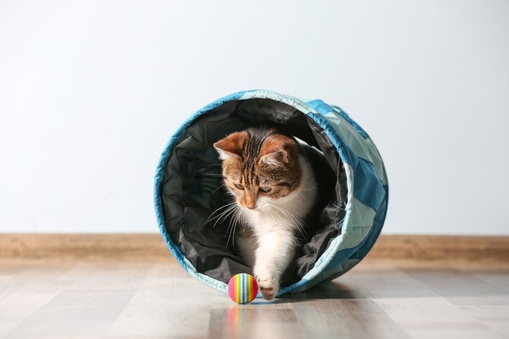cat playing with a ball in an agility tunnel