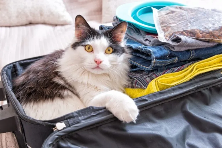 Important things when travelling with a cat