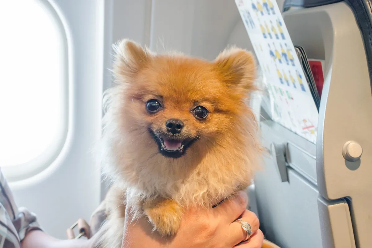 Small dog not allowed in airplane cabin