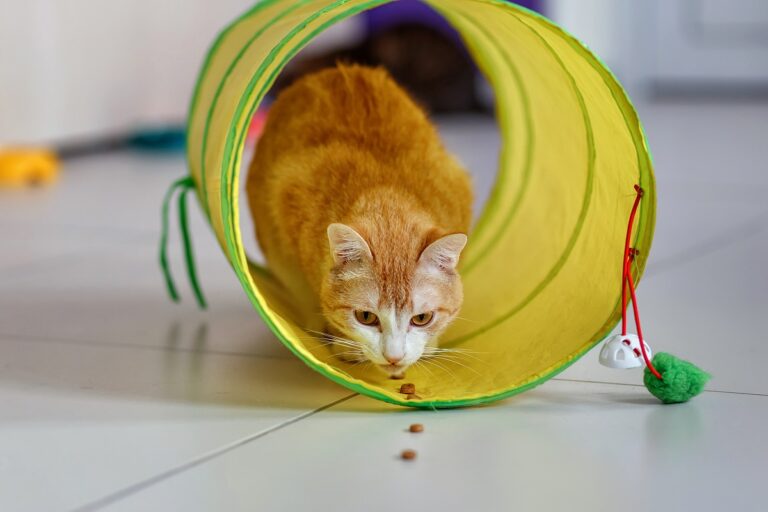 cat playing in an agility tunnel