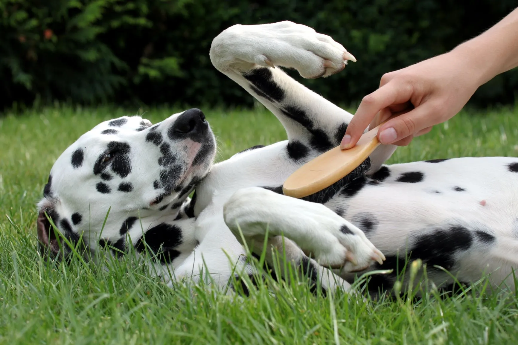 Dog grooming: a Dalmatian being brushed
