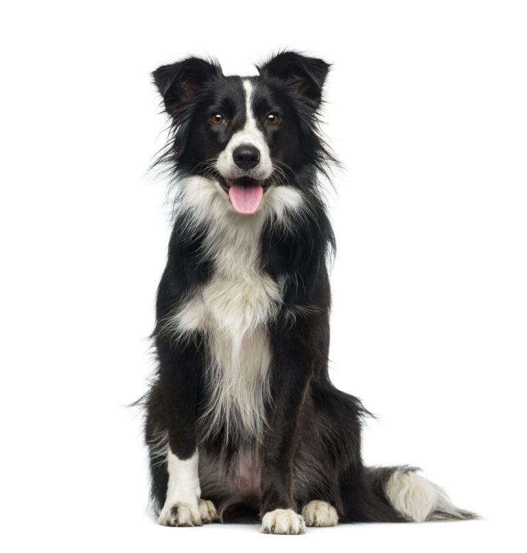 Border Collie Dog Breed Information