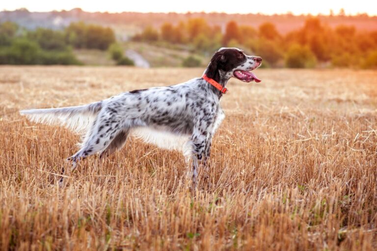 English Setter in profile in a field at sunset