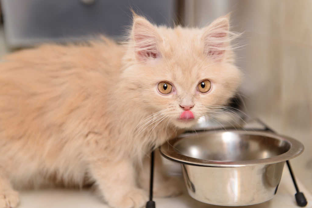 kitten eating food