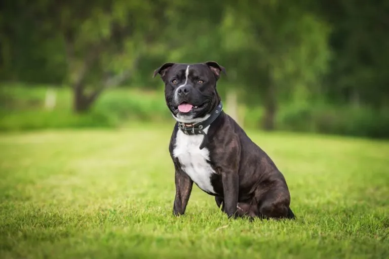 Black and white Staffordshire bull terrier sitting on a meadow